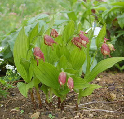 Cypripedium_Gisela_0010__64310.jpg