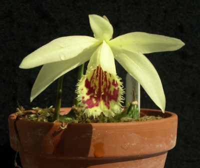 comp_Pleione_Shantung_Ducat_09.05.10.jpg