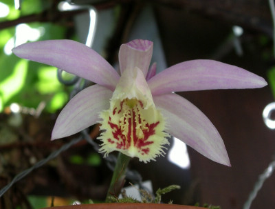 comp_Pleione_Shantung_09.05.10.jpg