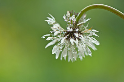 Pusteblume-fliegt-nicht-Mai1210.jpg