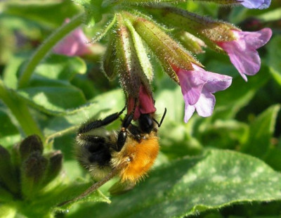 hummel_scaled_p4010007.jpg