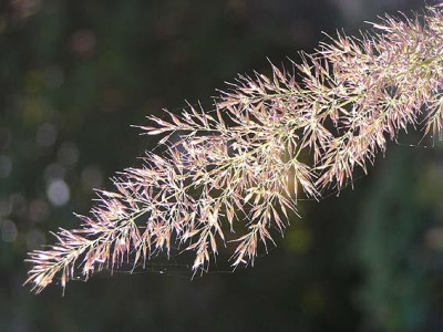 calamagrostis_brachytrichia.jpg