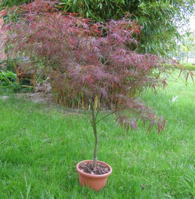 Acer_palmatum_Red_Pygmy_800x600.jpg