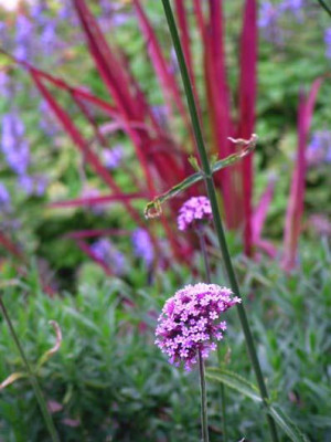 blutgras_verbena_h.jpg