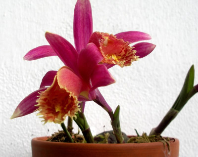 comp_Pleione_Askia_Cinnabar_19.05.10.jpg