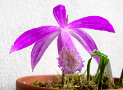 comp_Pleione_pleionides_19.05.10.jpg