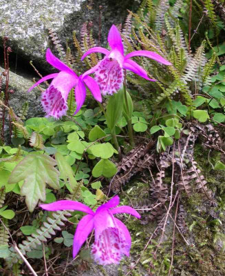 comp_Pleione_limprichtii_19.05.10.jpg