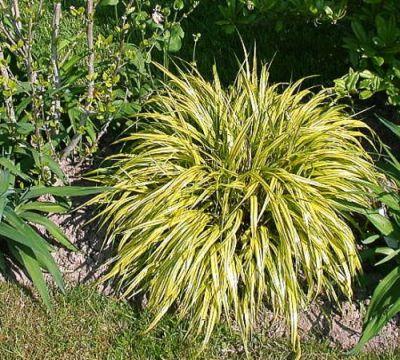 Hakonechloa03.jpg