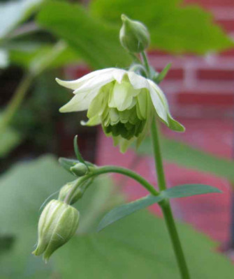 Aquilegia_gefullt_1024x768.jpg