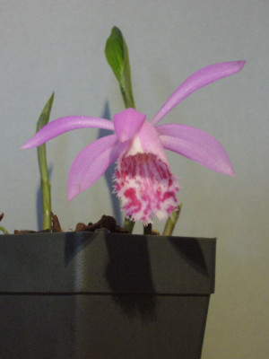 Pleione_limprichtii_800x800_80KB.jpg