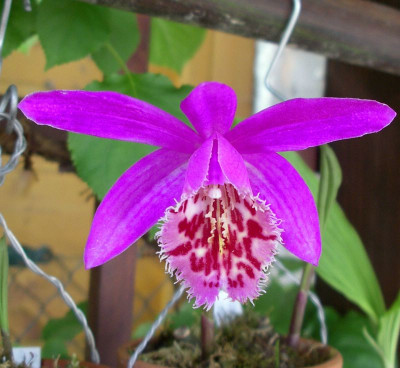 comp_Pleione_Marco_Polo_28.05.10.jpg