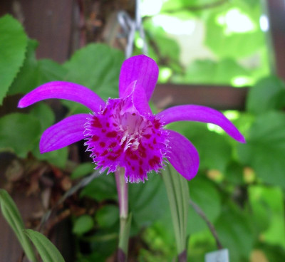 comp_Pleione_formosana_Achievement_05.06.10.jpg