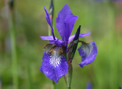 Iris_sib.1010.jpg