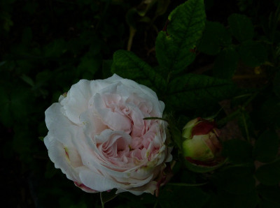 blanchefleur_2010_zg.jpg