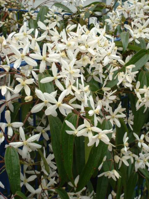 ClematisArmandii2.jpg