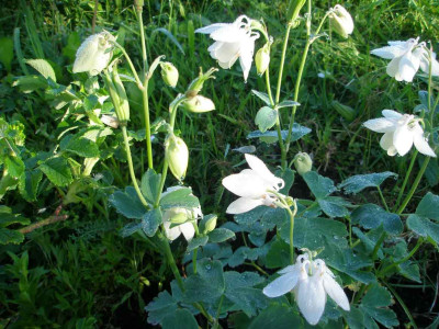 aquilegia-flabpumalb.jpg