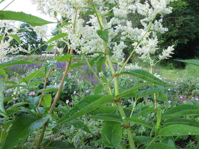 Polygonum_aconogon_ue.jpg