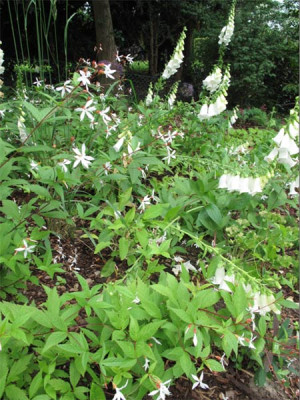 gillenia_trifoliata_20_juni.jpg