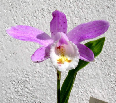 comp_Pleione_chunii_22.06.10.jpg