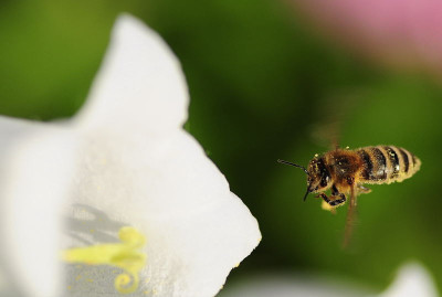 Biene_und_Campanula_1.JPG