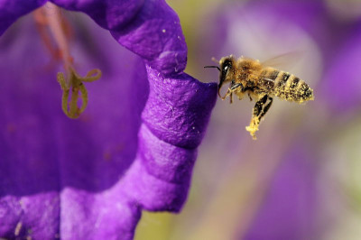 Biene_und_Campanula_2.JPG