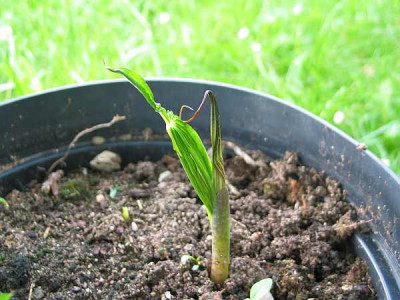 arisaema-knorbs1.jpg