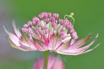 Spinnchen-3-auf-Astrantia-Jun2310.jpg