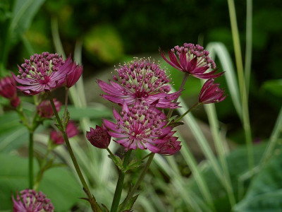 noname_astrantia.jpg