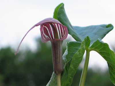 arisaema-china.jpg