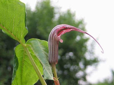 arisaema-china1.jpg