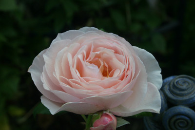 Rose_Heritage0610.jpg