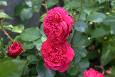 Rose_Red_Leonardo_da_Vinci0910.jpg