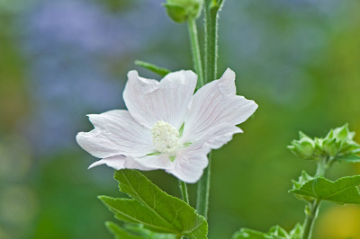 Lavatera-Jul1010.jpg