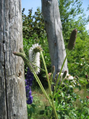 2010-07-11.Sanguisorba2.jpg