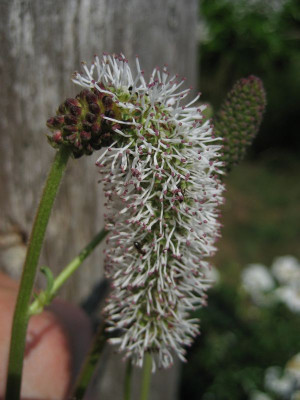 2010-07-11.Sanguisorba1.jpg