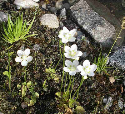 comp_Parnassia_palustris_13.07.10.jpg