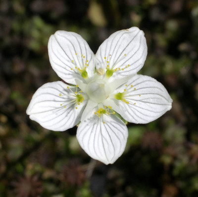 comp_Parnassia_palustris_Blute_13.07.10.jpg