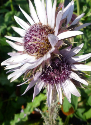 Berkheya_purpurea_Silver_Spikes.jpg