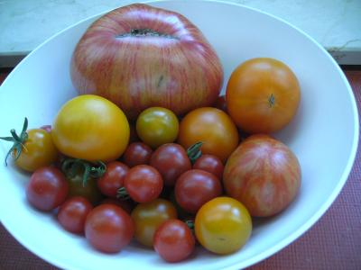 TomatenSamstag.jpg