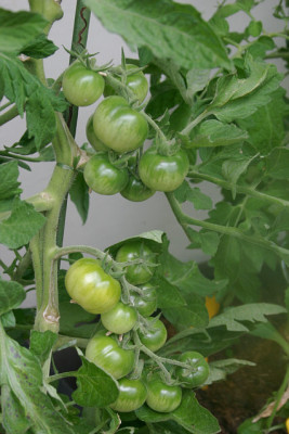 Tomaten0510.jpg