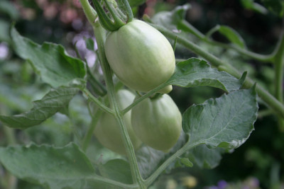 Tomaten0710.jpg