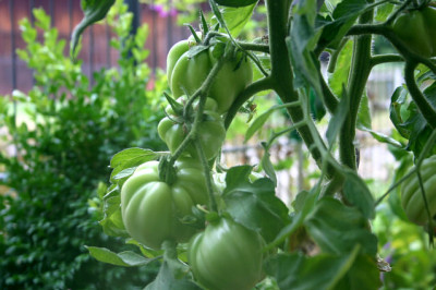 Tomaten0110.jpg