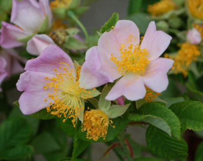 Rosa_setigera_0010__76472.jpg