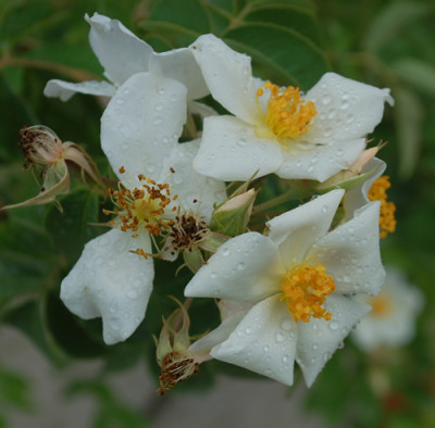 Rosa_moschata_Umbrella_0010__76435.jpg