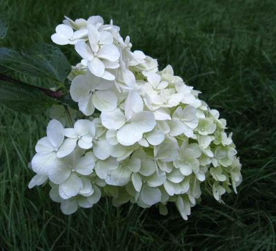 Hydrangea_paniculata_Vanille_Fraise_2_800x600.jpg