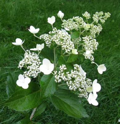 Hydrangea_paniculata_Samling_2008_2_800x600.jpg