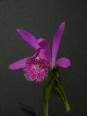 Pleione_Berapi_Purple_Sandpiper_800x800_80KB.jpg