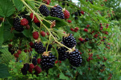 brombeeren_ameisenfutter2010.jpg