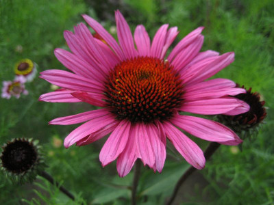 2010-07-30.Echinacea_Fatal_Attraction.jpg