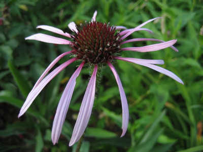 2010-07-25.Echinacea_pallida.jpg